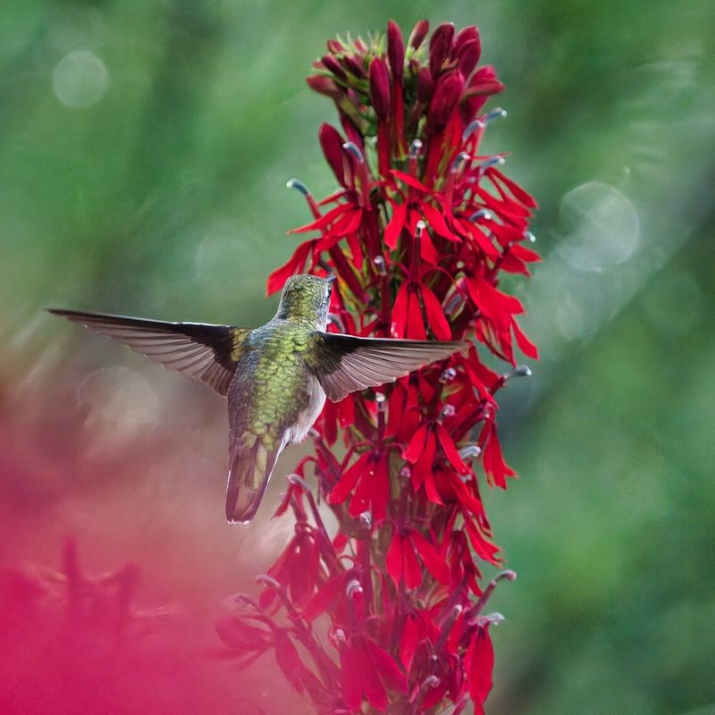 Add Hummingbird-Friendly Flowers