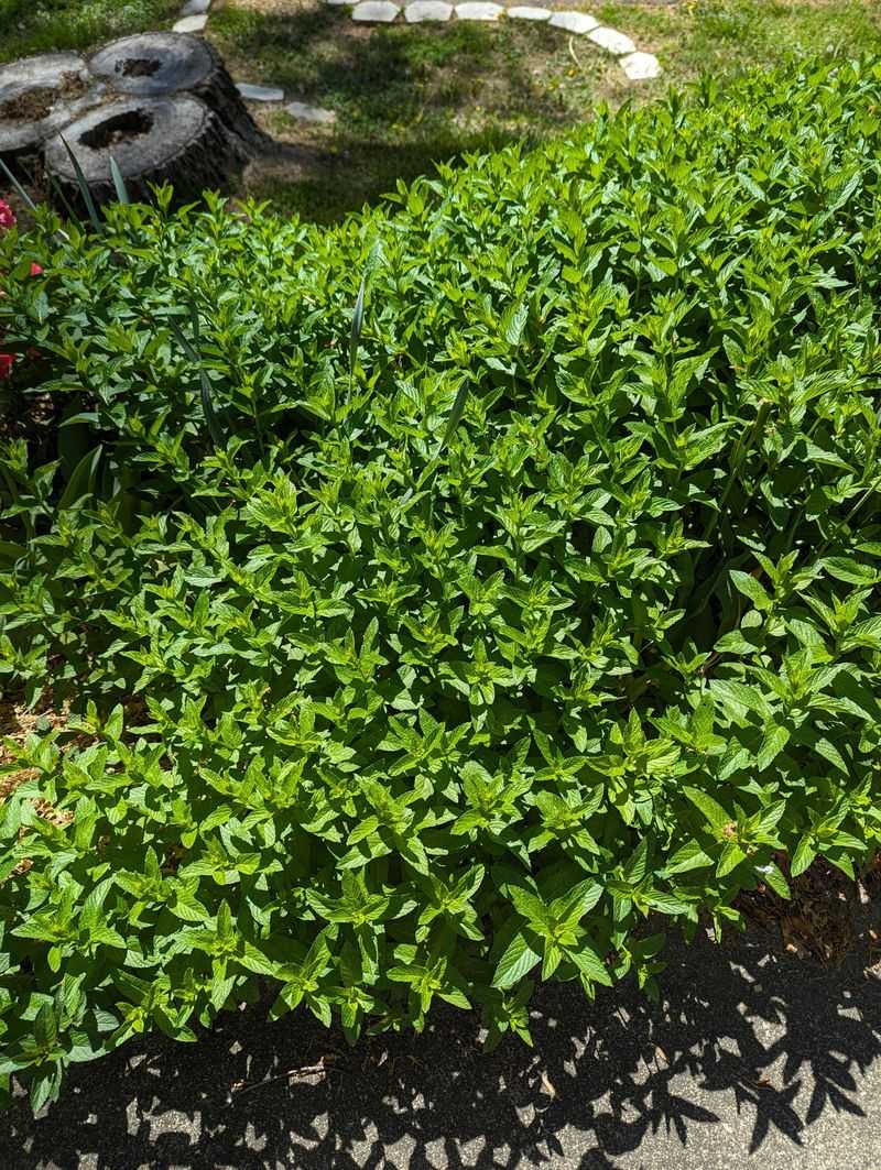 Use Natural Repellent Plants