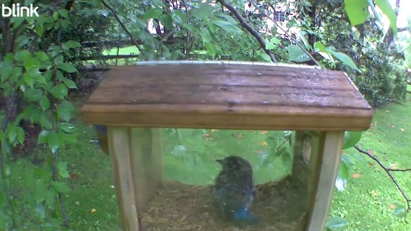 Offer Mealworms