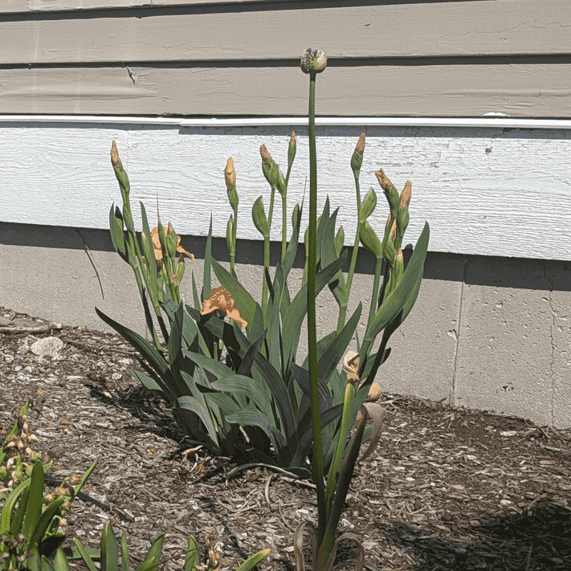 Divide Perennial Plants