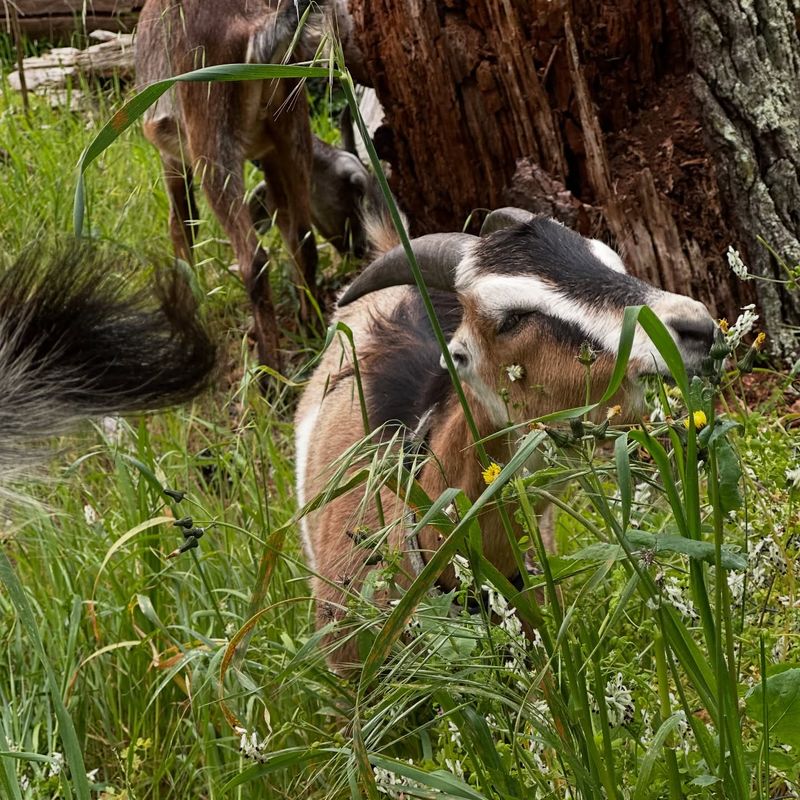 Try Goat Grazing
