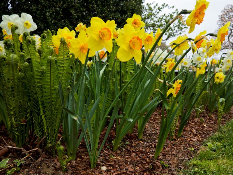 Divide Overcrowded Spring Bulbs