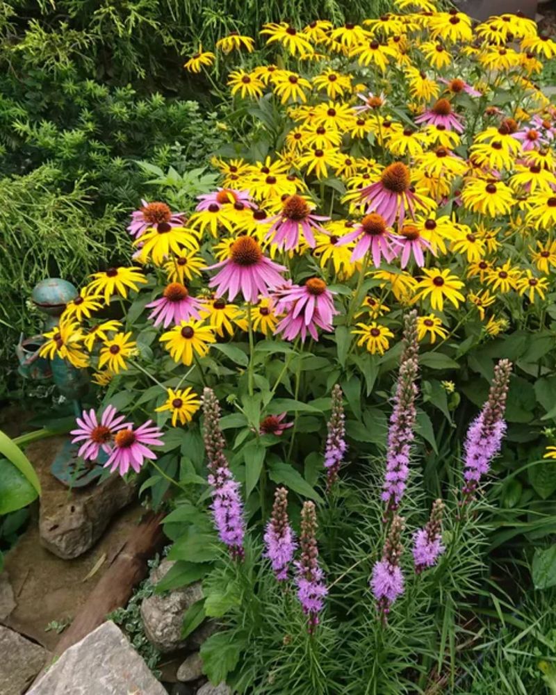 Plant a Wildflower Patch