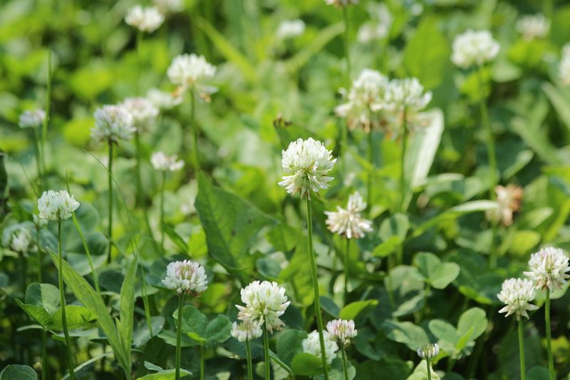Plant Seed-Eating Ground Cover
