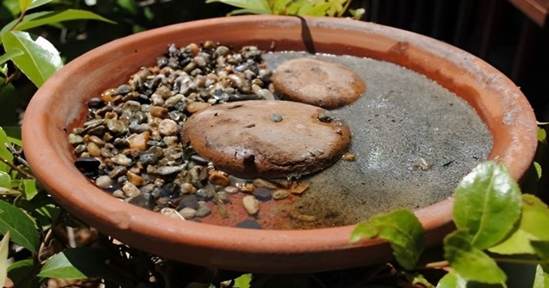 Offer Shallow Water Sources