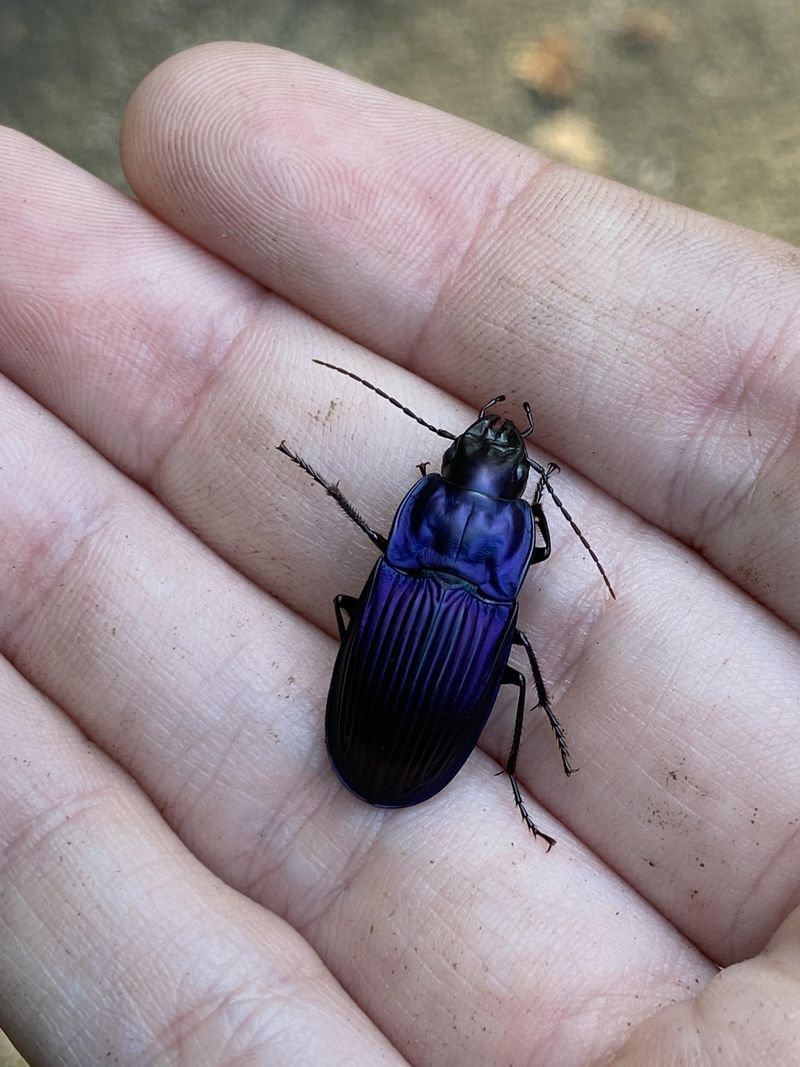 Encourage ground beetles