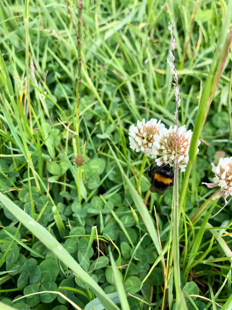 Helps Save The Bees