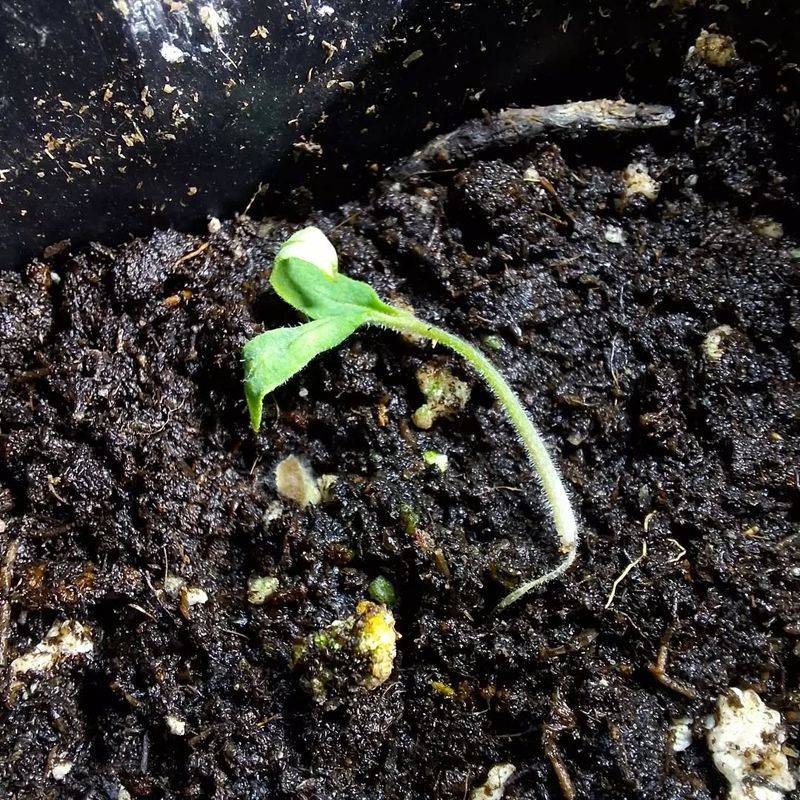 Prevents Damping Off In Seedlings