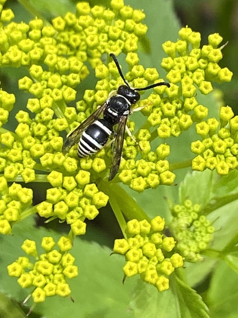 Cooling Effect Reduces Wasp Activity