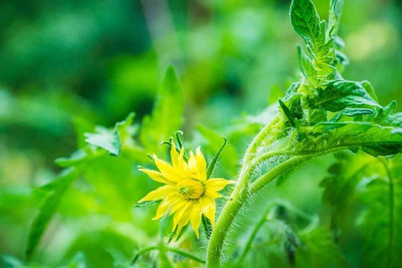 Boosts Overall Yield Significantly