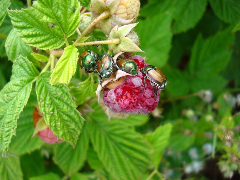 Harbors Agricultural Pests