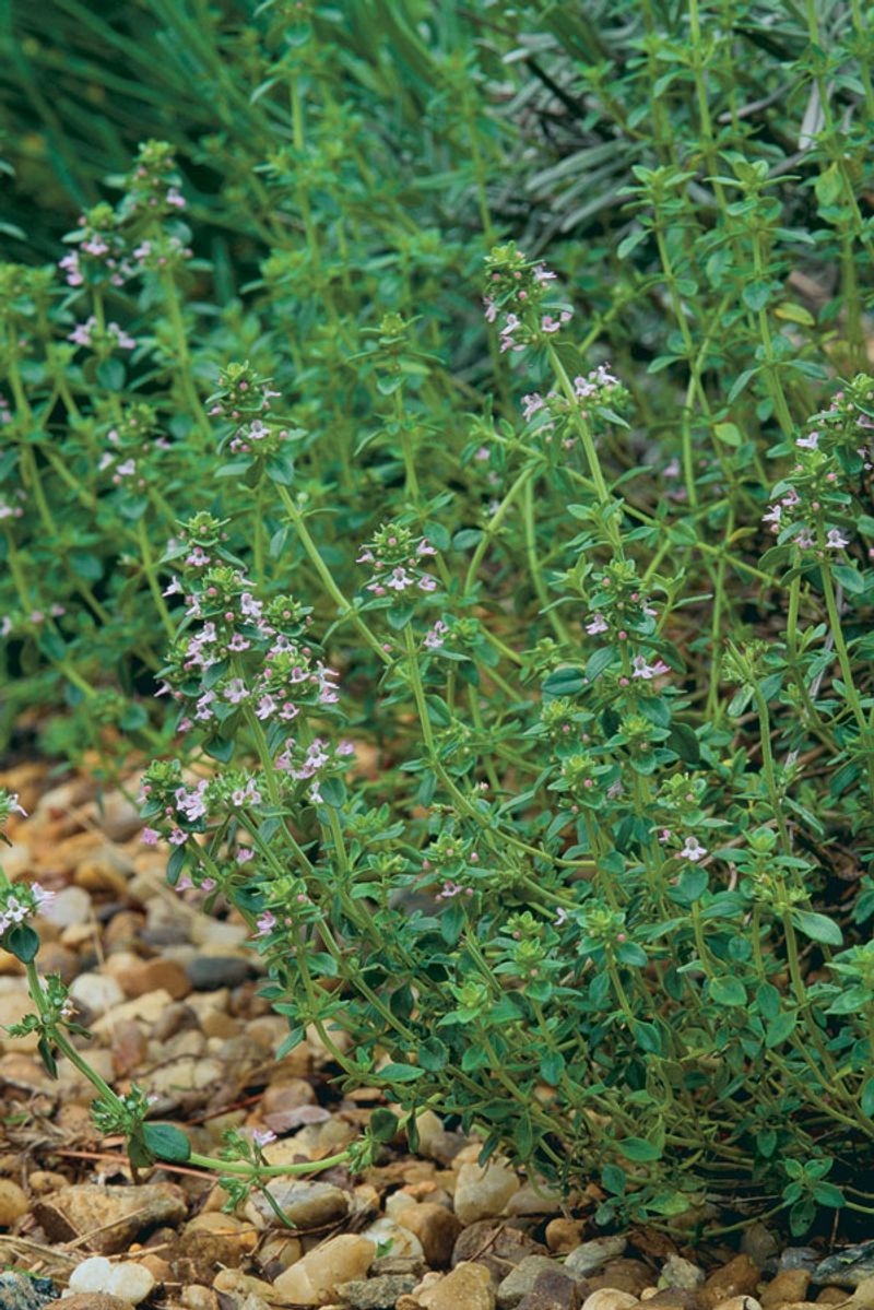 Prevents Soil Splashing Onto Leaves