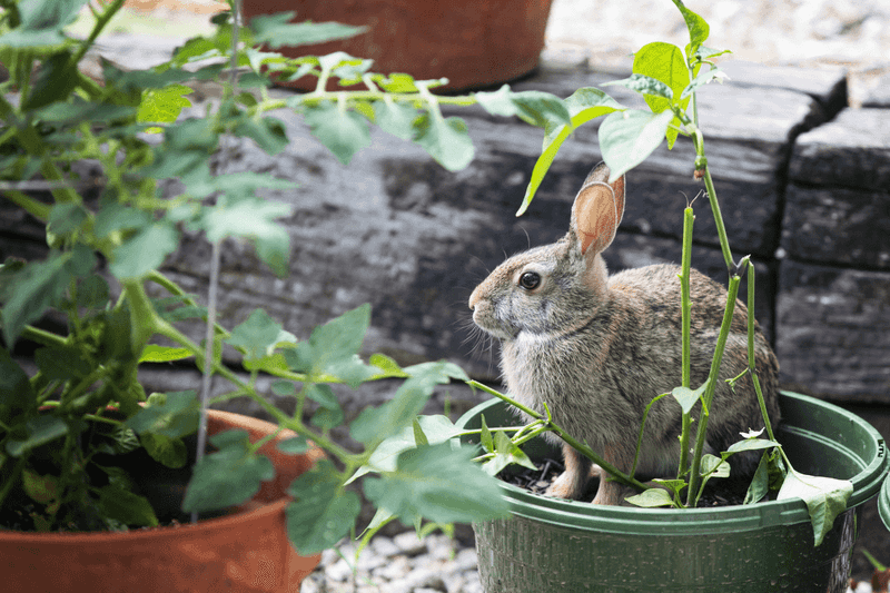 Deters Garden Pests