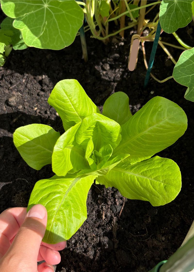 Easy to Harvest Together for Fresh Meals