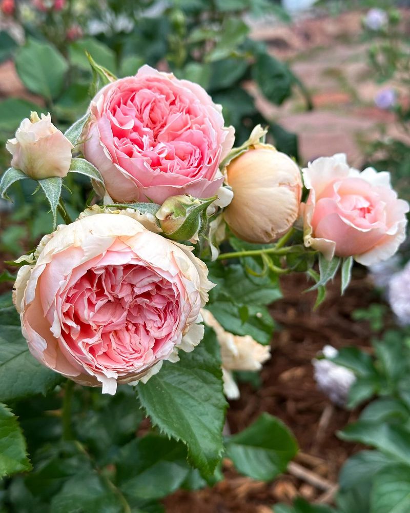 Fills the Air with Natural Fragrance
