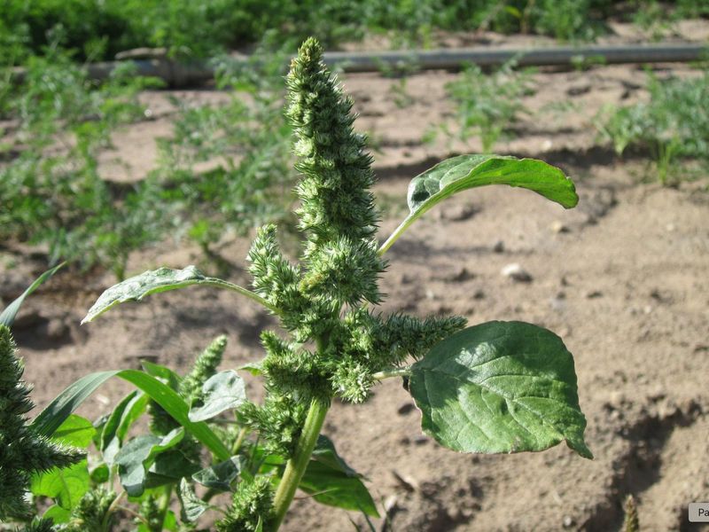 Pigweed (Amaranthus spp.)