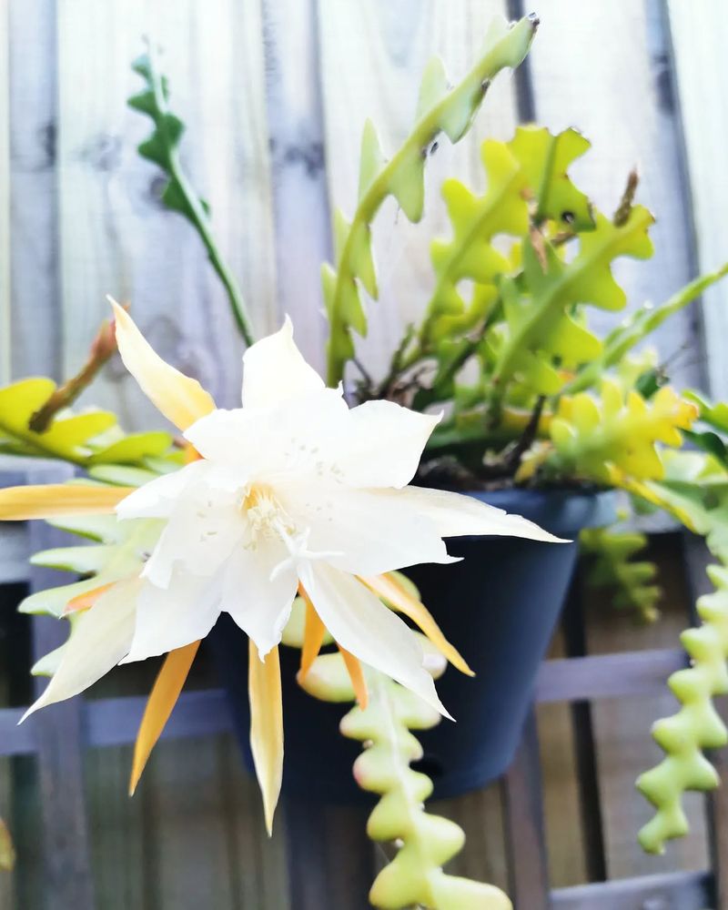 Fishbone Cactus