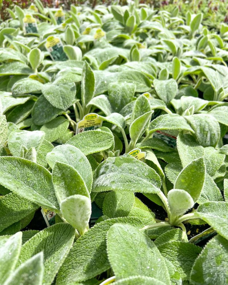 Lamb's Ear