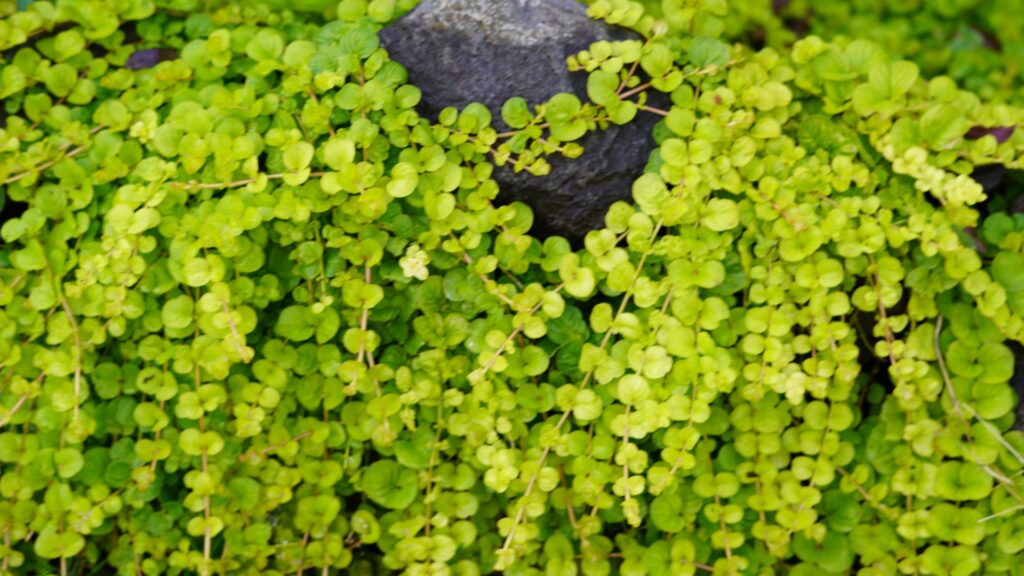 creeping jenny plant
