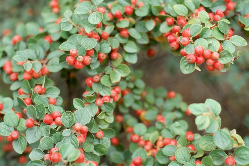 Cotoneaster (Cotoneaster horizontalis)