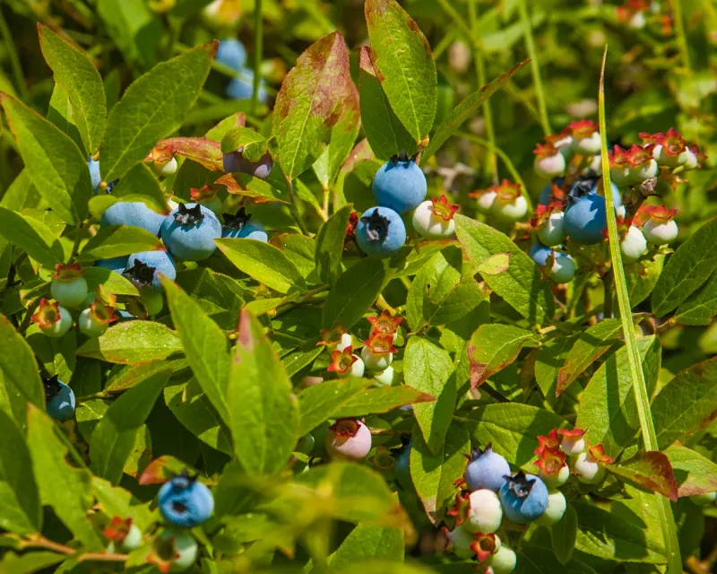 Lowbush Blueberry (Vaccinium angustifolium)