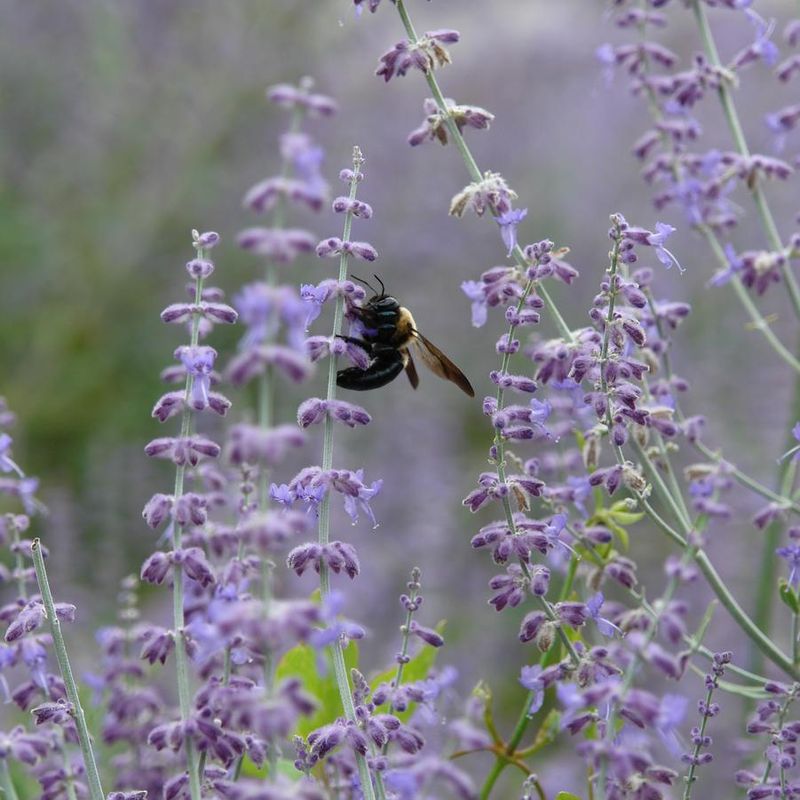 Russian Sage