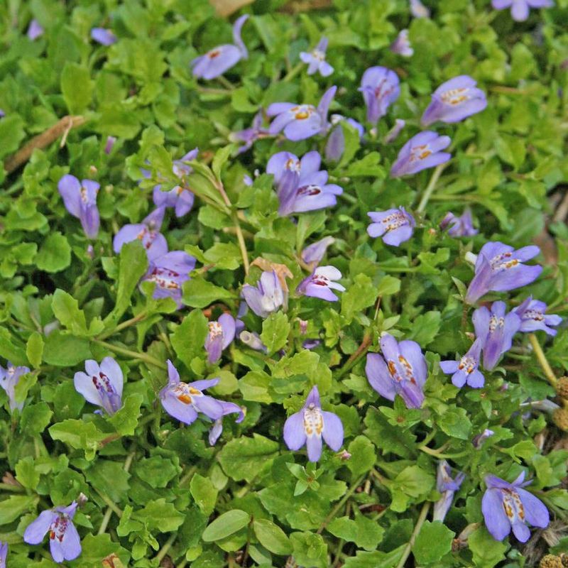 Mazus