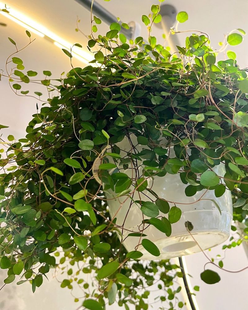 Wire Vine