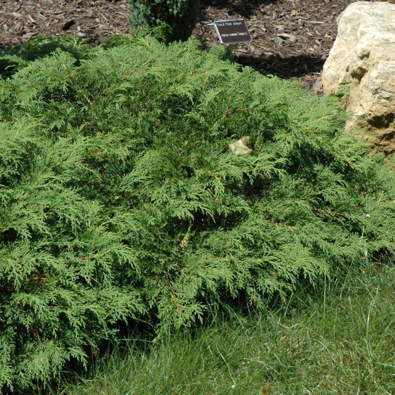 Russian Cypress (Microbiota decussata)