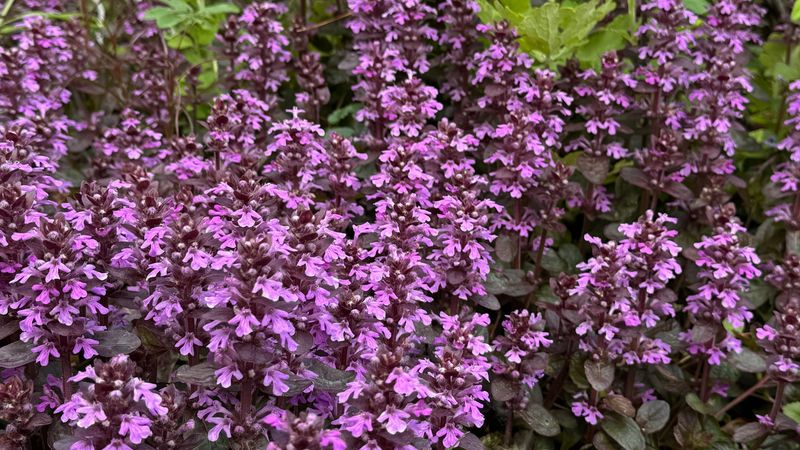 Ajuga (Bugleweed)