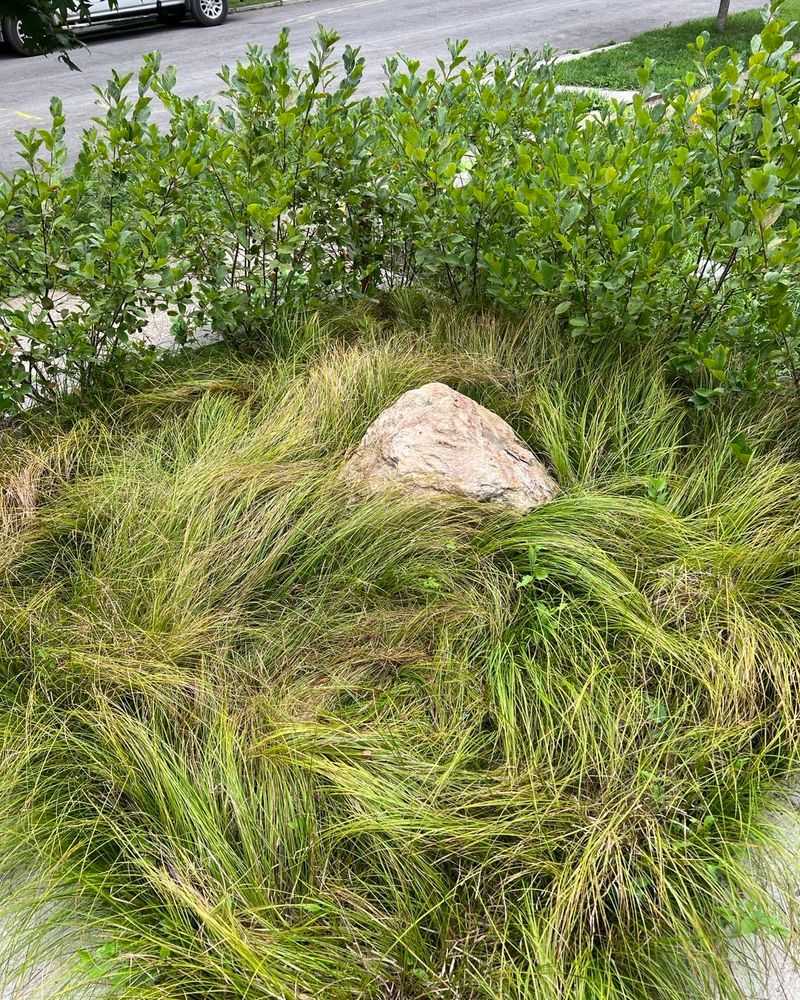 Pennsylvania Sedge