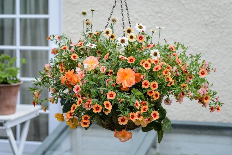 Vibrant Calibrachoa