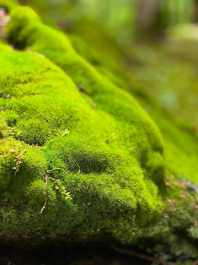 Moss