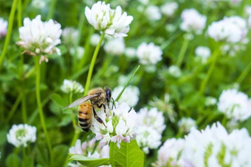 White Clover