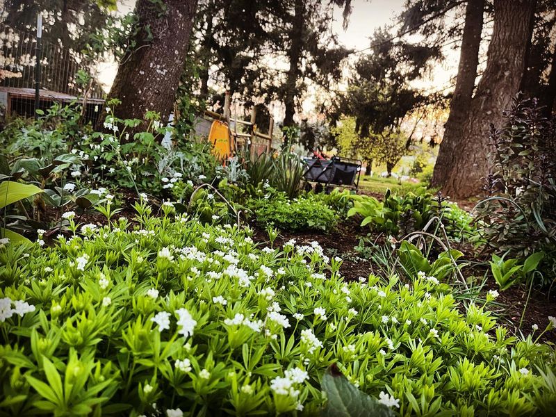 Sweet Woodruff