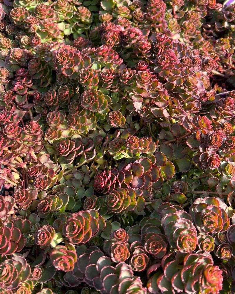 Sedum 'Dragon's Blood'