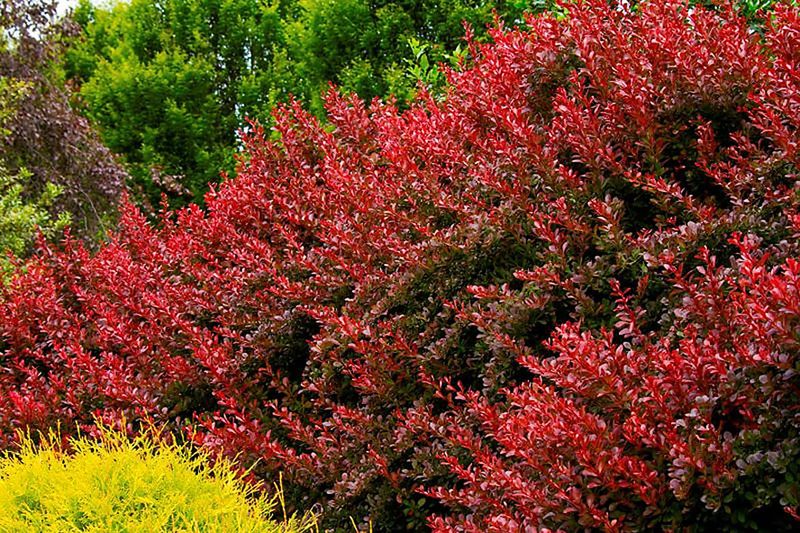 Japanese Barberry - The Thorny Fire Barrier