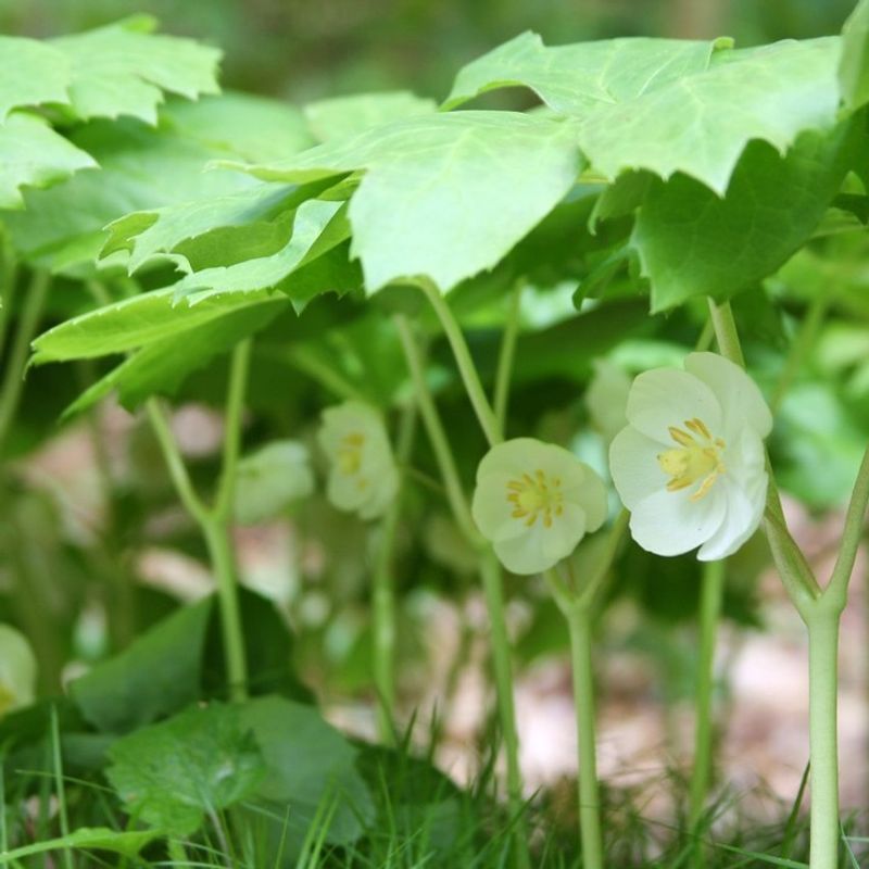Mayapple