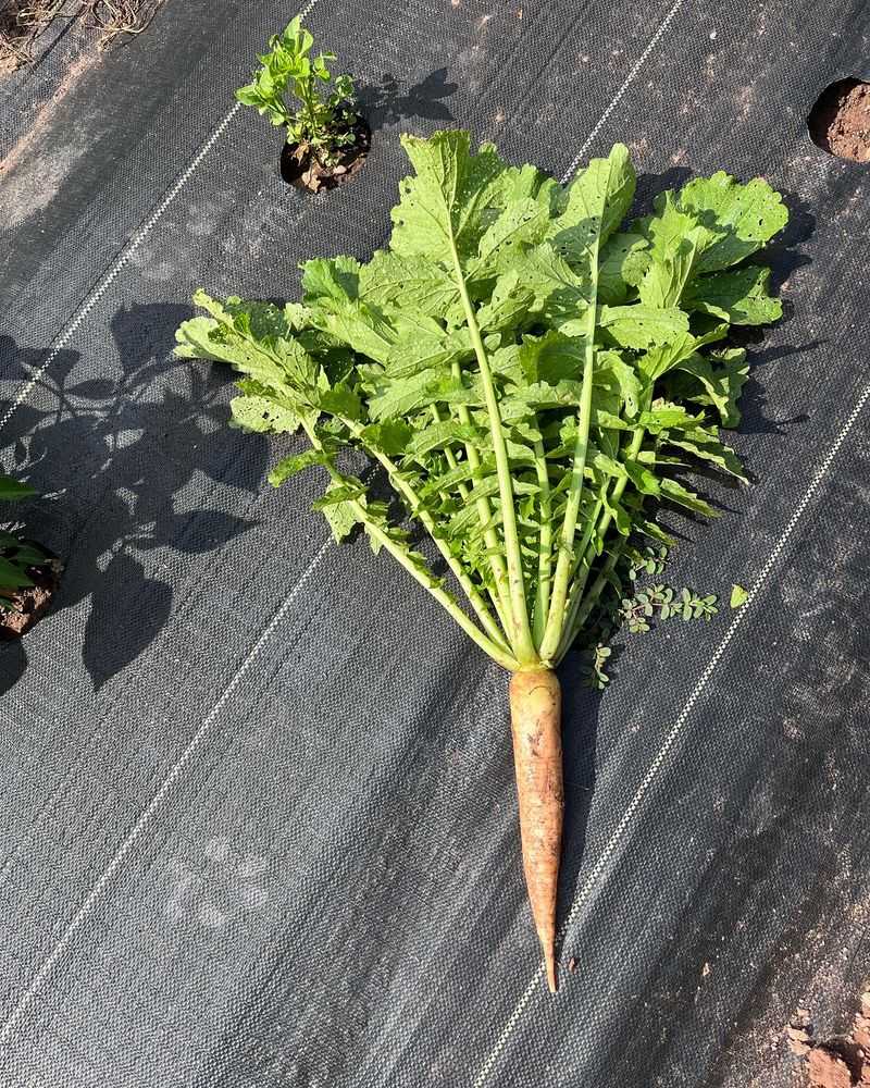 Daikon Radish
