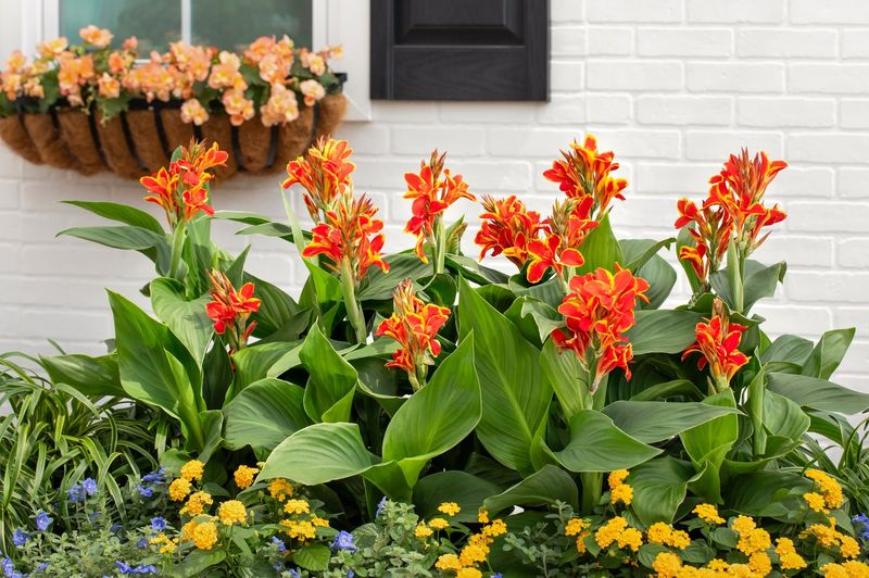 Canna Lily