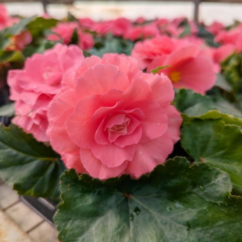 Begonias
