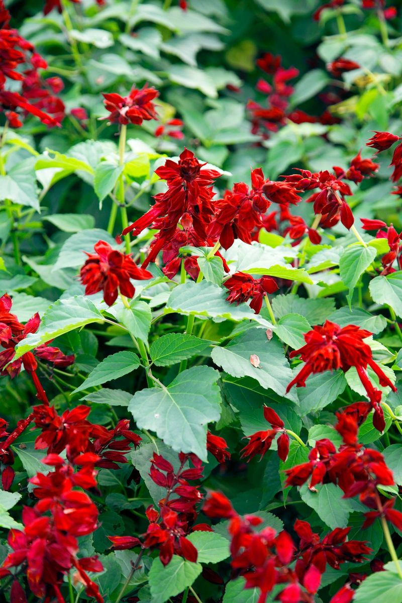 Salvia