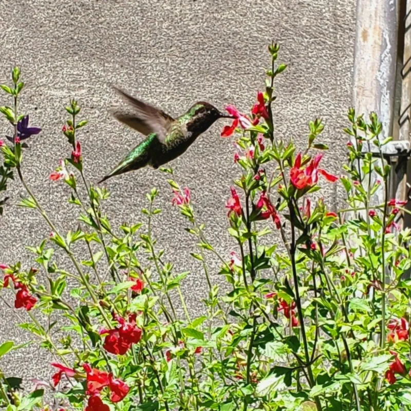 Salvia 'Hot Lips'