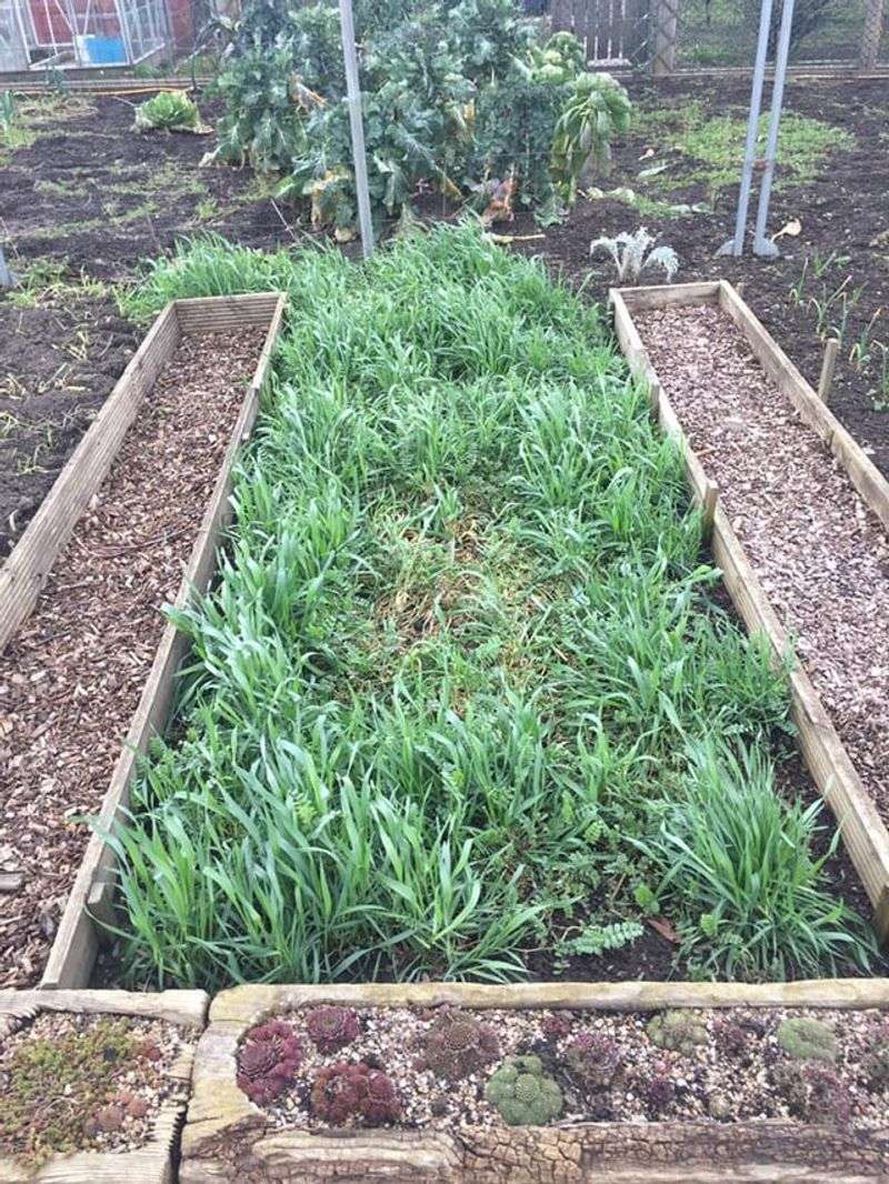 Green Manure Incorporation