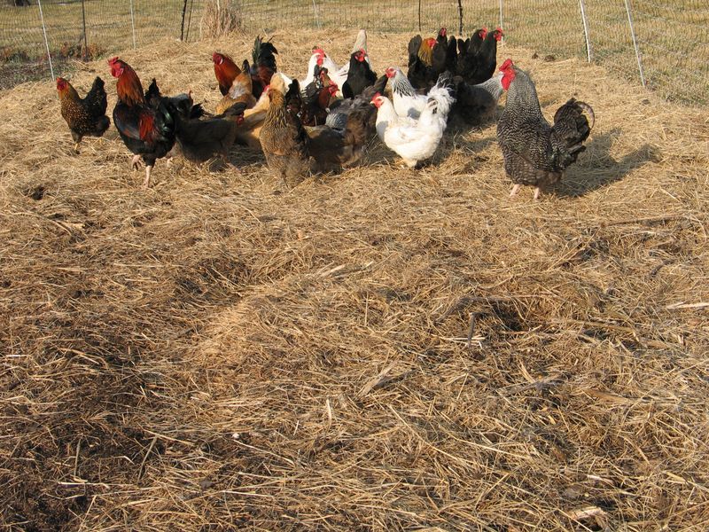 Compost Pile Disruption