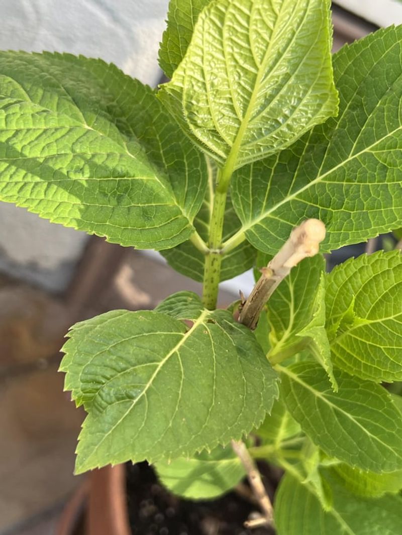 Ignoring Pest Problems