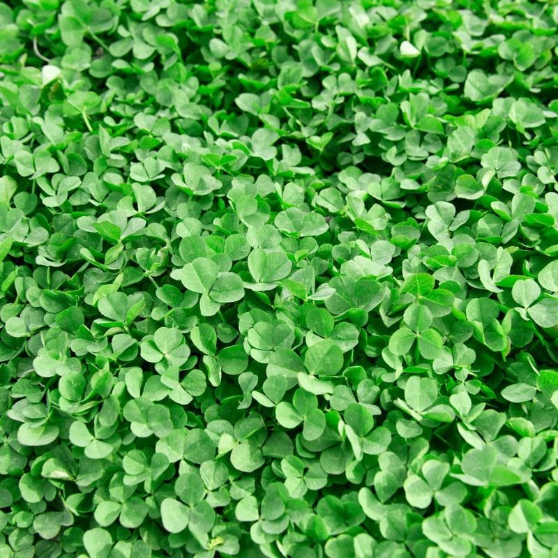 Stays Green During Droughts