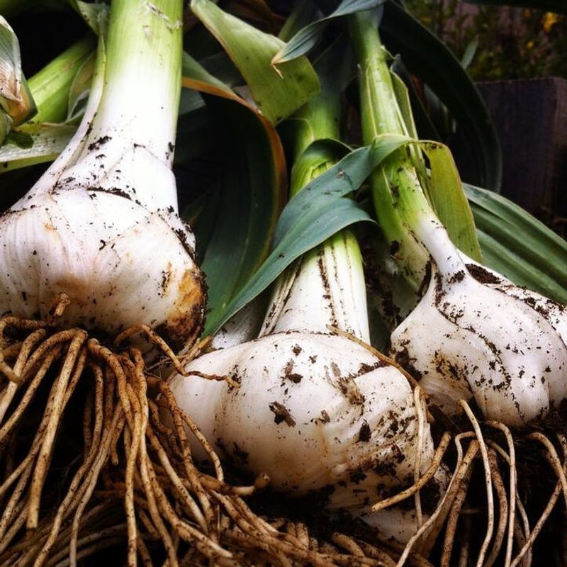 Garlic