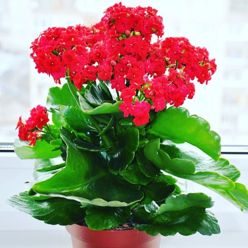 Kalanchoe blossfeldiana