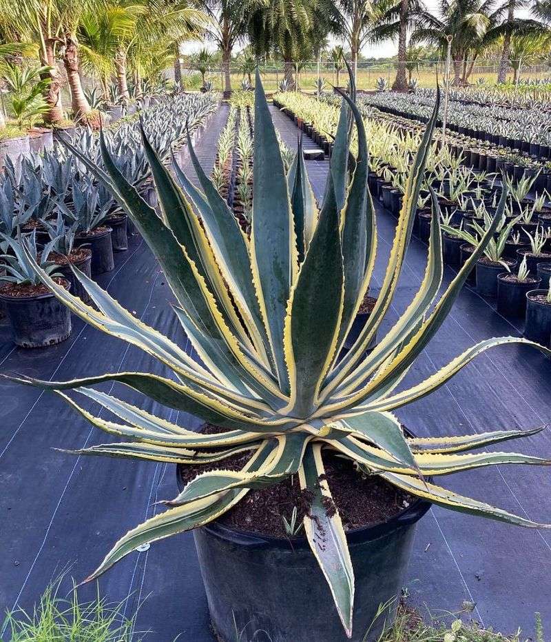 Agave